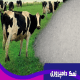 نمک دامداری